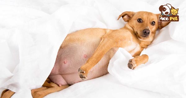 Dấu hiệu chó có thai là bụng phình to ra