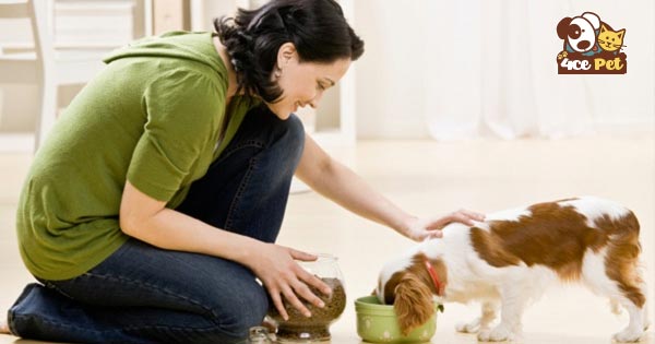 Cách dạy chó ăn thức ăn khô