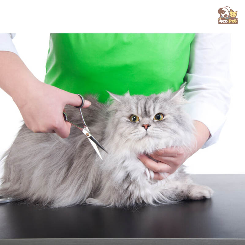 cắt tỉa lông cho mèo