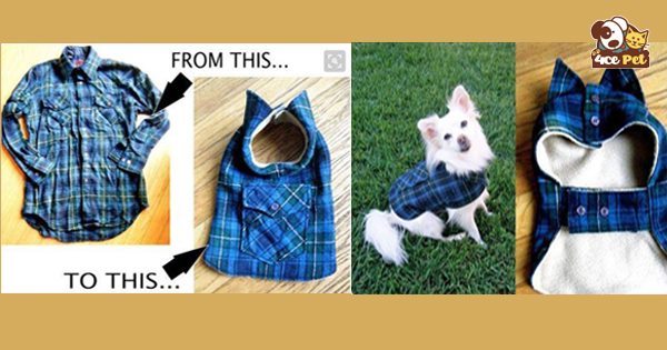 Cách may áo cho chó từ áo sơ mi cũ
