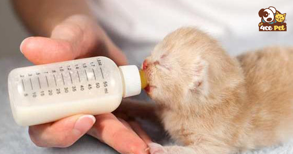 cách cho mèo con mới sinh uống sữa