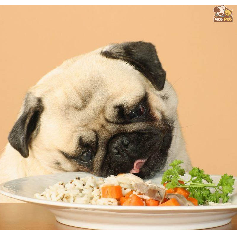 chế độ ăn uống của chó