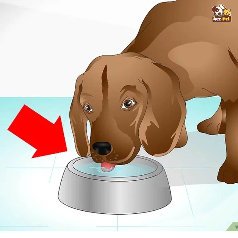 Hãy cho chó của bạn uống nước thường xuyên