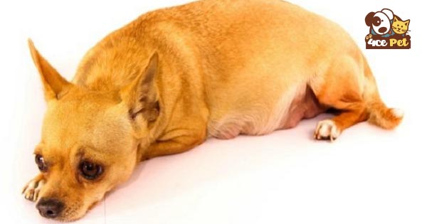 Chó thường mệt và ngủ nhiều khi mang thai
