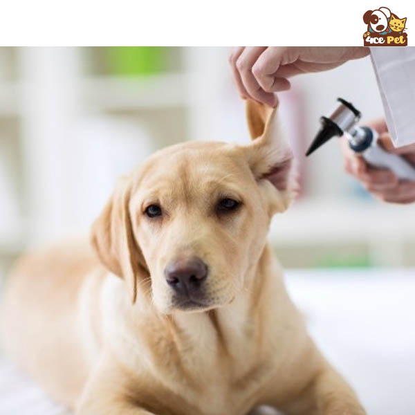 chữa bệnh viêm da ở chó