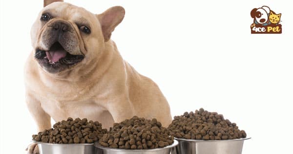 Tăng cân cho chó bằng cách tăng khẩu phần ăn của chó