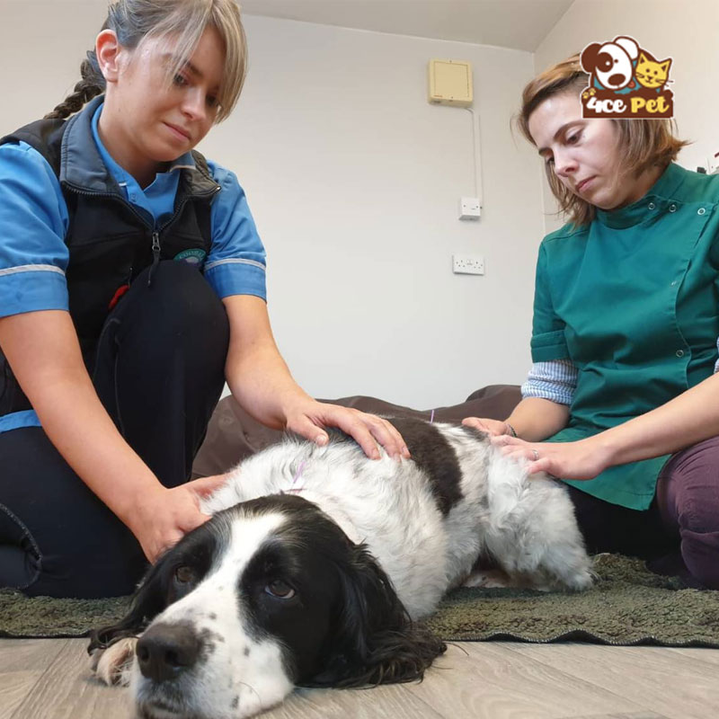 Điều trị viêm xương khớp cho chó bằng Mat-xa 