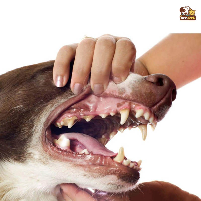 Kiểm tra răng chó
