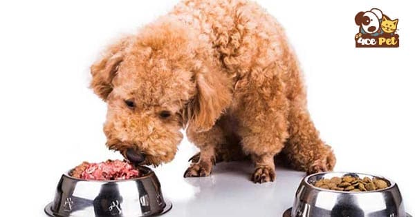 Kết hợp thức ăn mềm và thức ăn khô giúp chó ăn nhiều và tăng cân nhanh