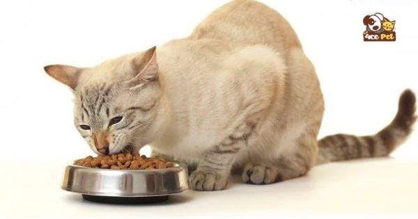 chế độ ăn cho mèo mẹ
