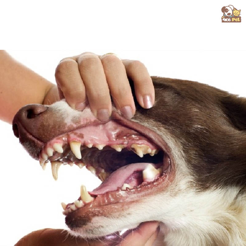 Tìm hiểu về cấu trúc của răng chó