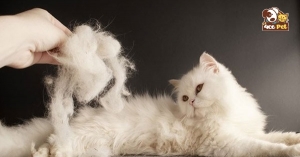 5 sự thật về mèo rụng lông mà bạn không thể bỏ qua