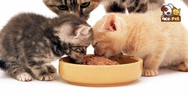【Bật mí】 #4 Cách làm Pate cho mèo nhanh béo #ĐƠN #GIẢN