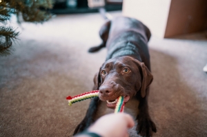Hướng dẫn chi tiết cách làm đồ chơi cho chó siêu dễ để thực hiện