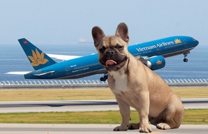 Chó mèo có đi được máy bay không? giải đáp thắc mắc
