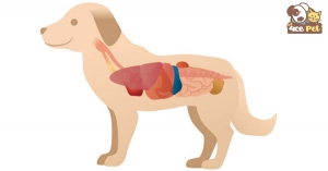 Chó bị bệnh đường ruột phải làm sao? Cách điều trị như thế nào?