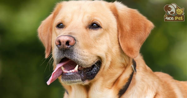 Nguyên nhân chó bị gãy răng nanh?
