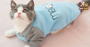 [HƯỚNG DẪN] Cách may áo cho mèo cực kỳ đơn giản