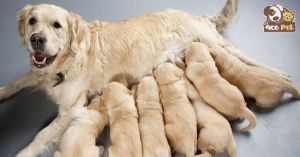Cho chó mẹ ăn gì để có nhiều sữa - Chia sẻ cách chăm sóc chó mới đẻ