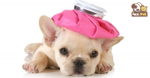 Chó con 1 tháng tuổi bị tiêu chảy - Nguyên nhân và cách điều trị tiêu chảy ở chó