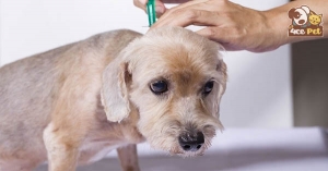 Những điều bạn cần biết về tình trạng da ở chó, các vấn đề da ở chó cần chú ý