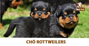 Các loại chó Rottweilers khác nhau trên khắp thế giới